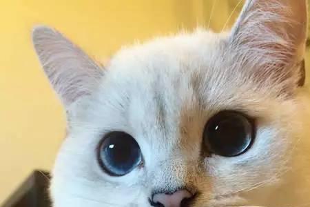 叫猫咪名字它会眨眼睛