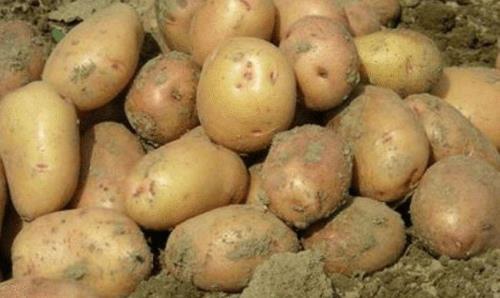 怎样挑选土豆不发黑