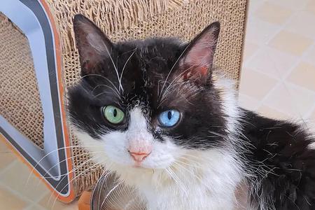 如何分辨小奶猫是否是鸳鸯眼