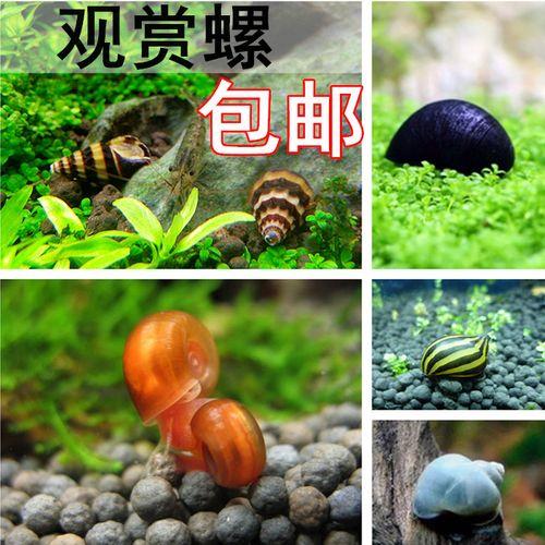紫纹螺会爆缸么
