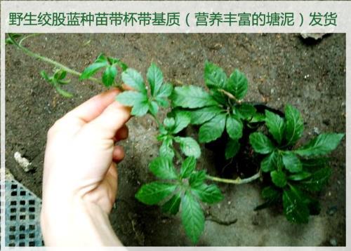 绞股蓝的种子怎么使用