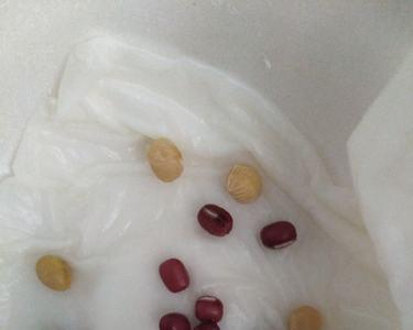 红豆和黄豆长大以后是什么
