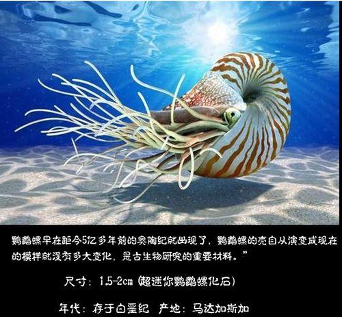 鹦鹉螺与菊石是同一类的吗