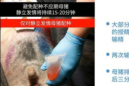 母猪隔几小时配一次准确的方法