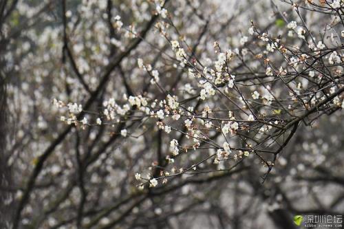 梅子花开经典诗句