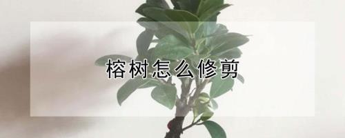 榕树的修剪最佳时间