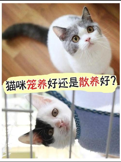 要猫好吗