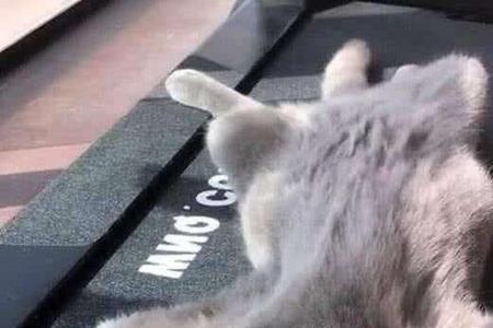猫咪弯着腰侧跑什么意思