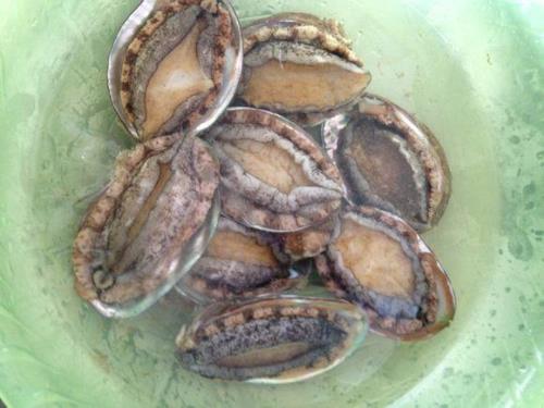 鲍鱼属于什么动物