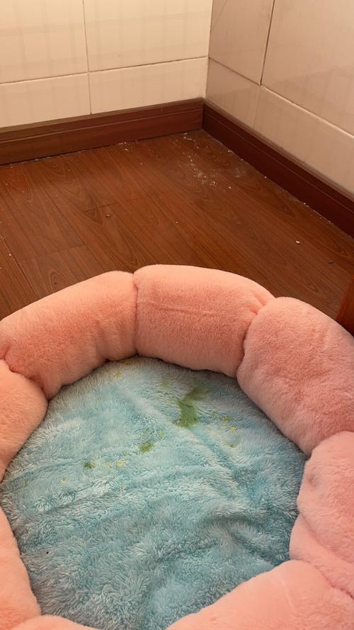 猫尿渗入沙发海绵里怎么清洗