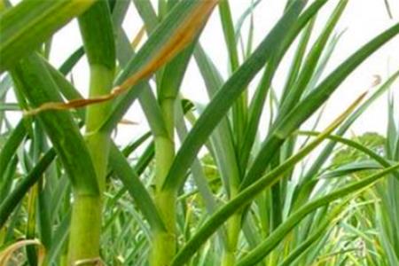 大蒜怎么种植方法