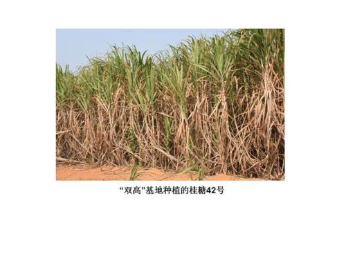 甘蔗品种桂55号优缺点