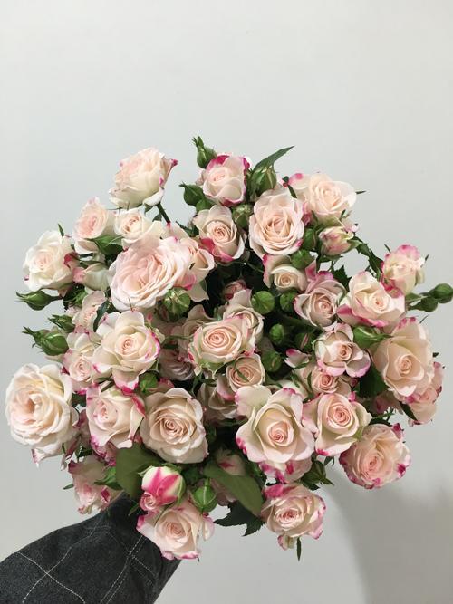 多头玫瑰可以修剪成单枝玫瑰吗