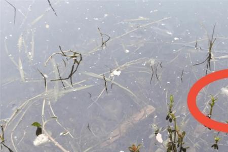 小死鱼什么意思