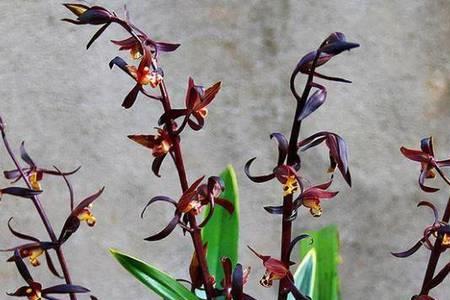 墨兰几月份开始抽花箭