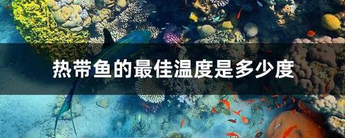 养鱼，水的最佳温度是多少度