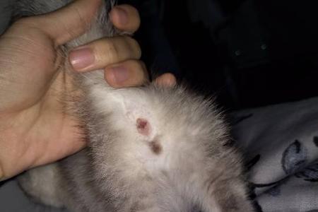 母猫公狗能一起养吗
