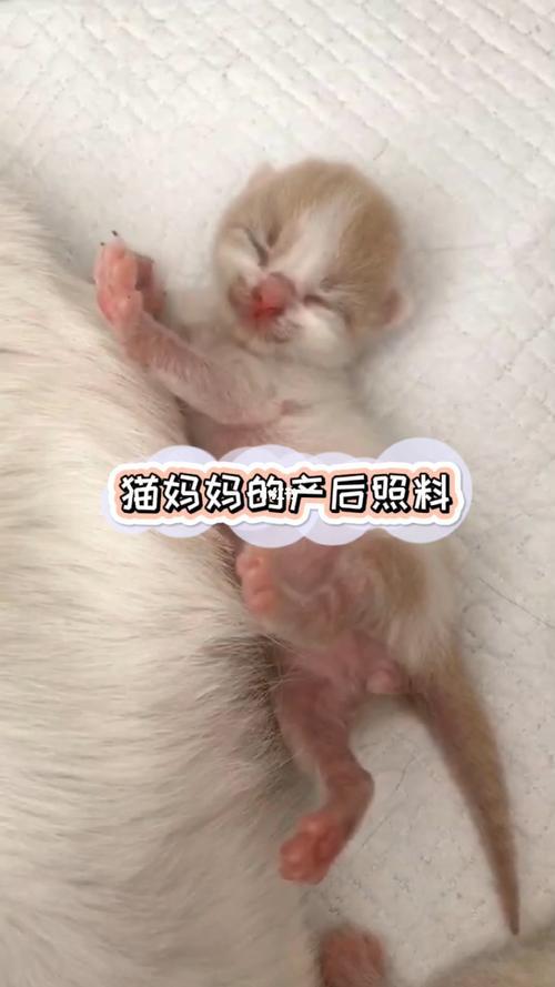 什么是猫妈式教育
