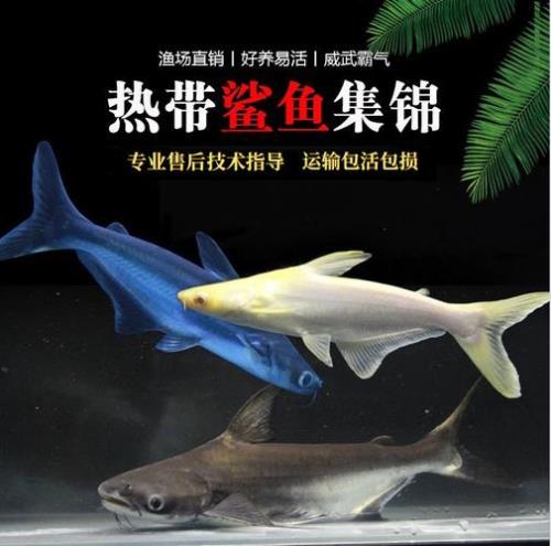鲨鱼观赏鱼不吃东西怎么办