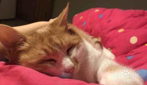 猫猫粘人的表现