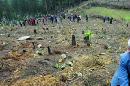 不小心烧山20亩赔多少