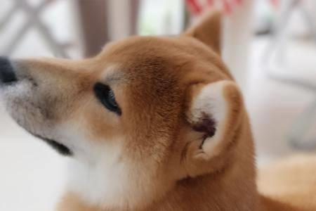 为什么柴犬的名字叫火锅