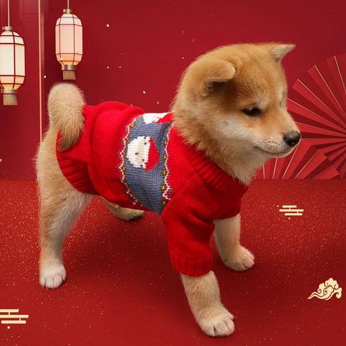 柴犬冬天需要穿衣服吗