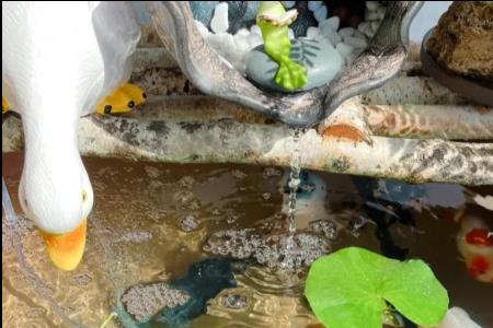 一起养鱼什么意思