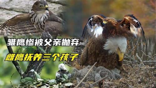 雌鹰是什么意思