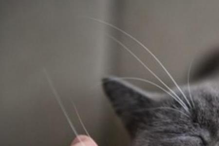 猫最怕的气味和东西是什么