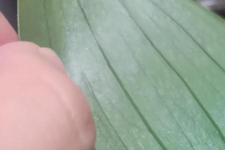 龙血树叶子上有蚧壳虫
