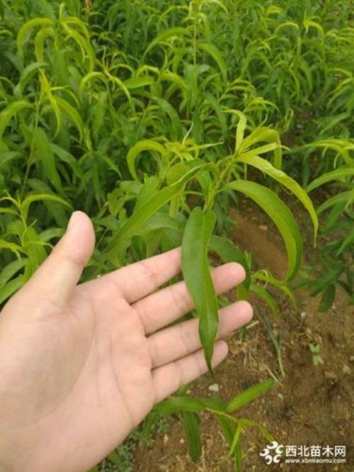 桃树不嫁接行吗