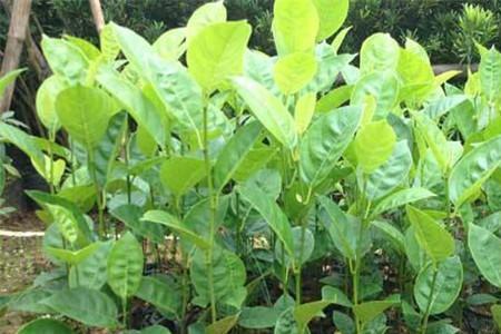 菠萝蜜嫁接成活后要不要浇水