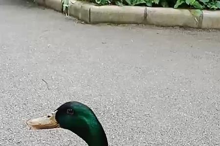 出门看见鸭子好不好