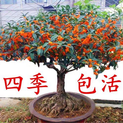 桂花用什么树桩嫁接最好