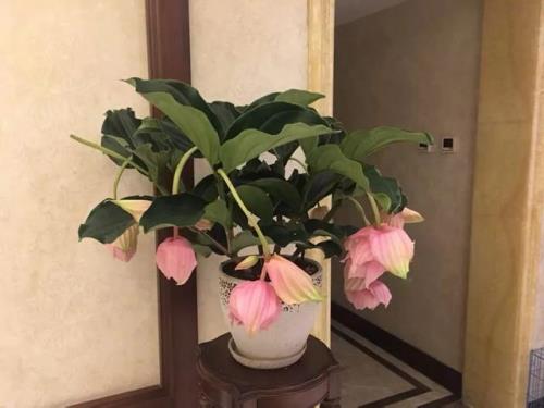 宝莲灯多长时间长大一片叶子