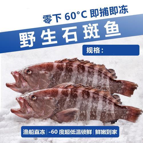 怎么看珍珠斑野生