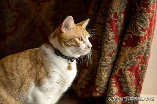 猫的小名叫什么