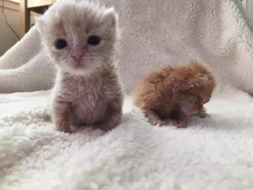 两只不认识的幼猫可以一起养吗