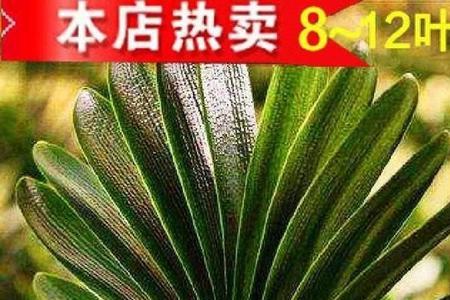 君子兰珍珠和元宝的区别