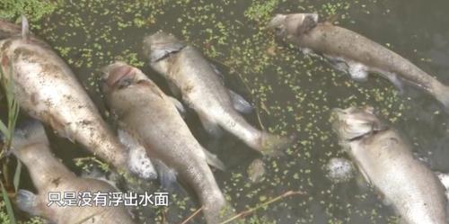 桶养鲈鱼5万尾利润