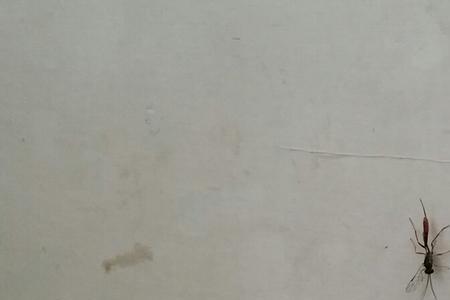 有触角有翅膀是什么虫