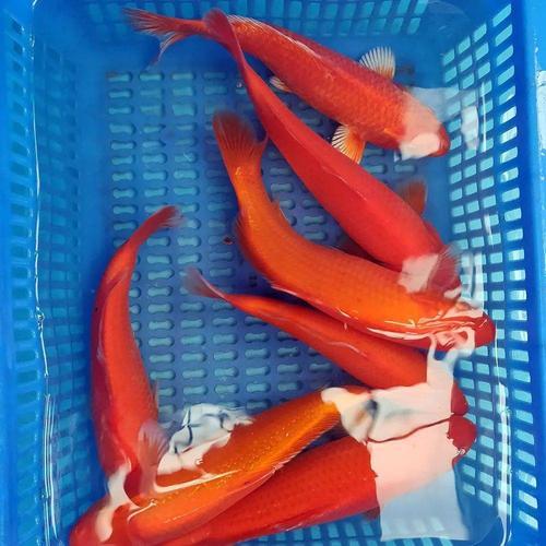 丽丽鱼吃什么增色