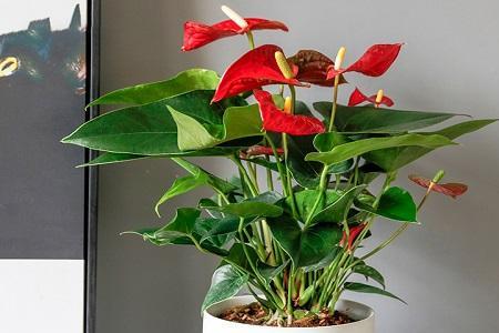 红掌换盆时能浇多菌灵吗