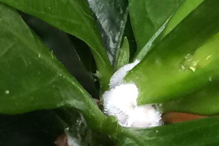 栀子花生小白虫怎么处理