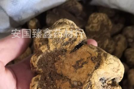 金榄木怎么样
