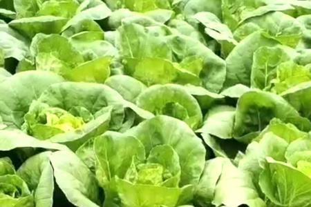 快菜小白菜出苗后几天浇一次水