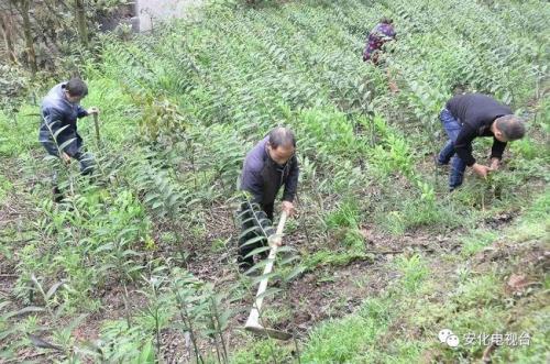 黄精一亩地种4000株亩产多少