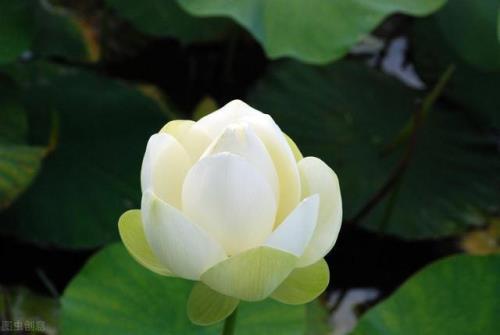 不想做白莲花但是怎么保护自己
