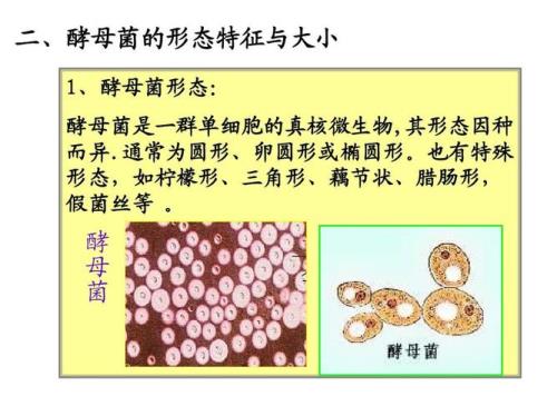 什么是复状   微生物